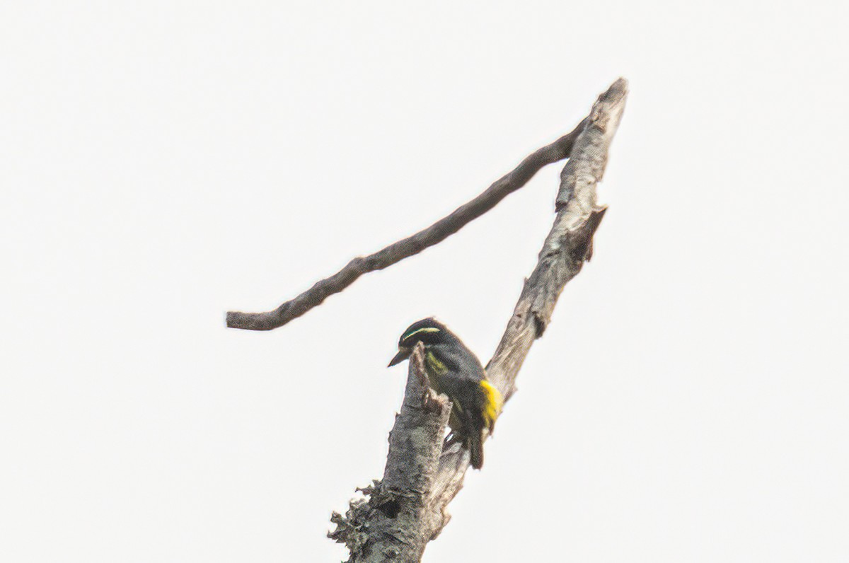 Yellow-throated Tinkerbird - ML623814307