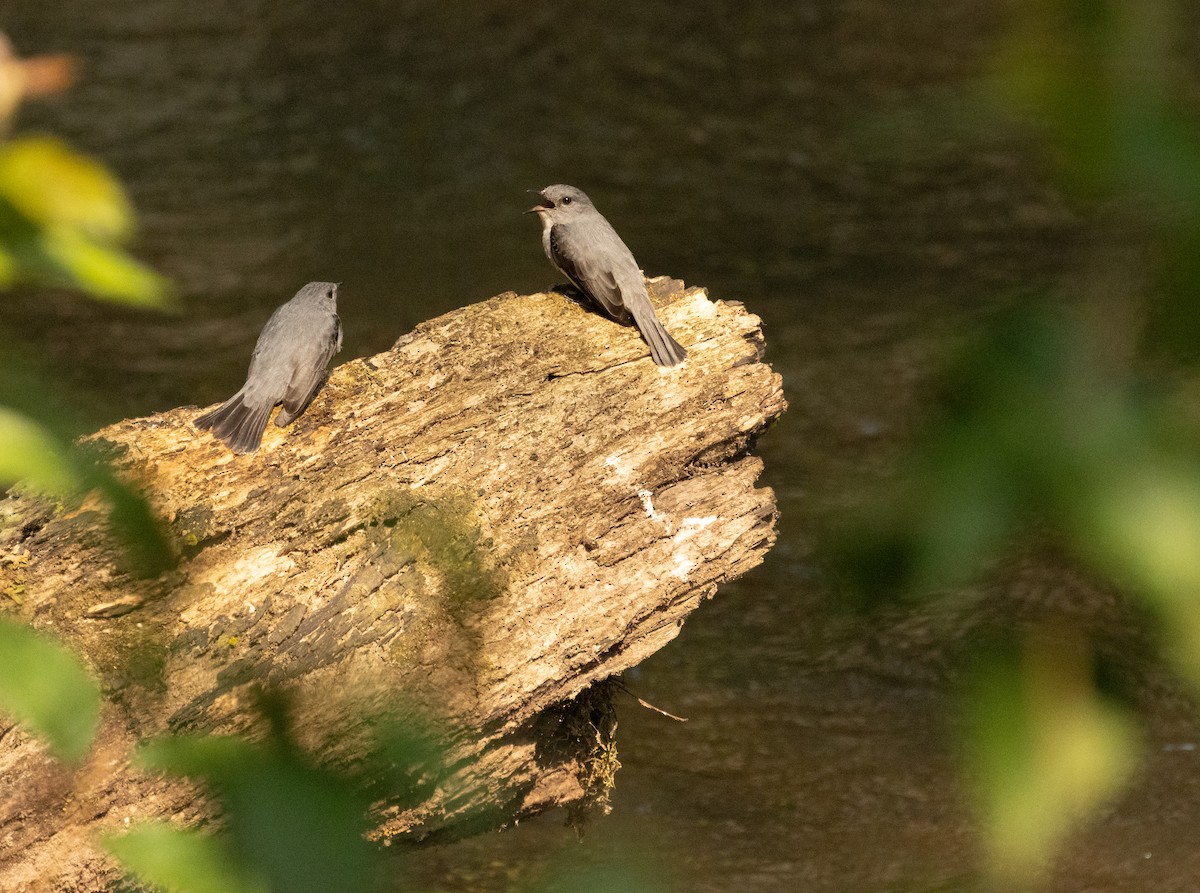 Cassin's Flycatcher - ML623814325