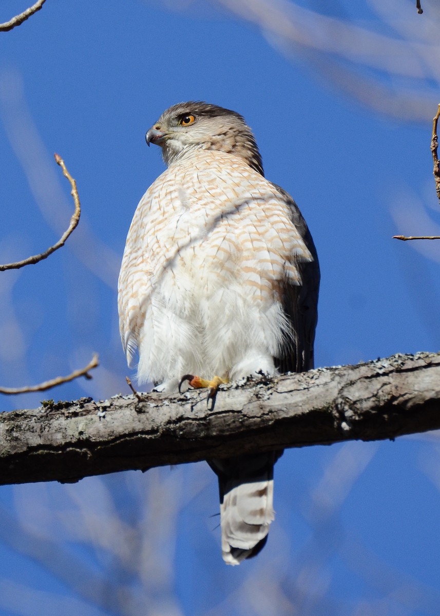 Cooper's Hawk - ML623814326