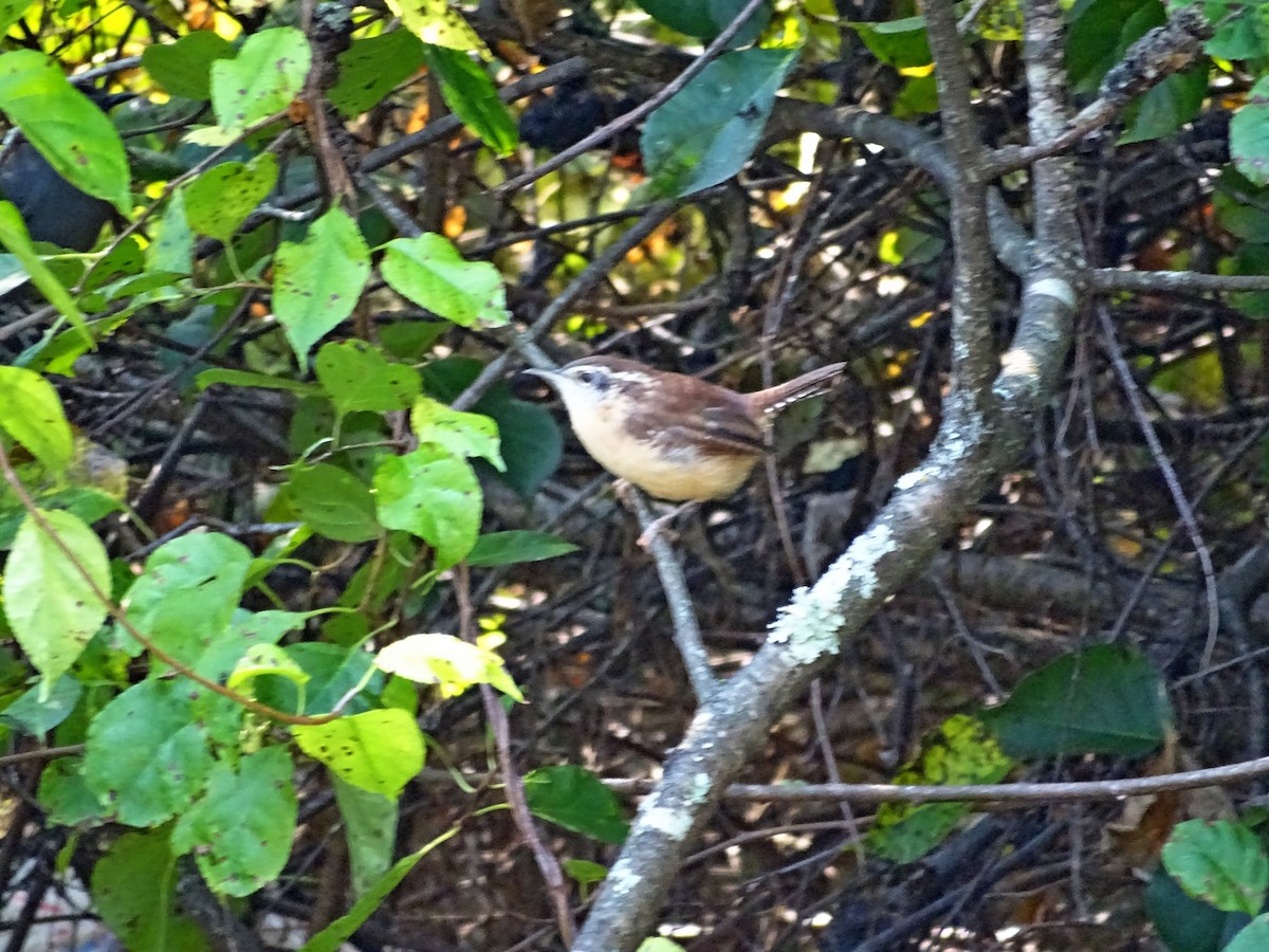 Carolina Wren - ML623814343