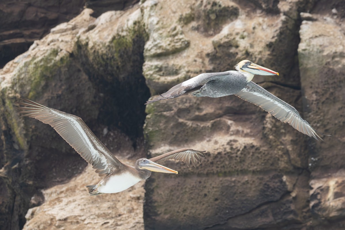 Peruvian Pelican - ML623814347