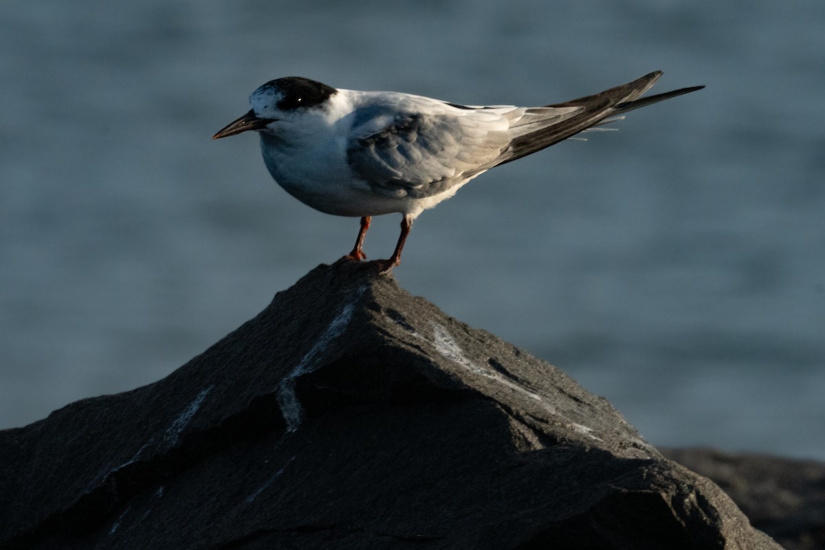 Antil Sumrusu - ML623814395