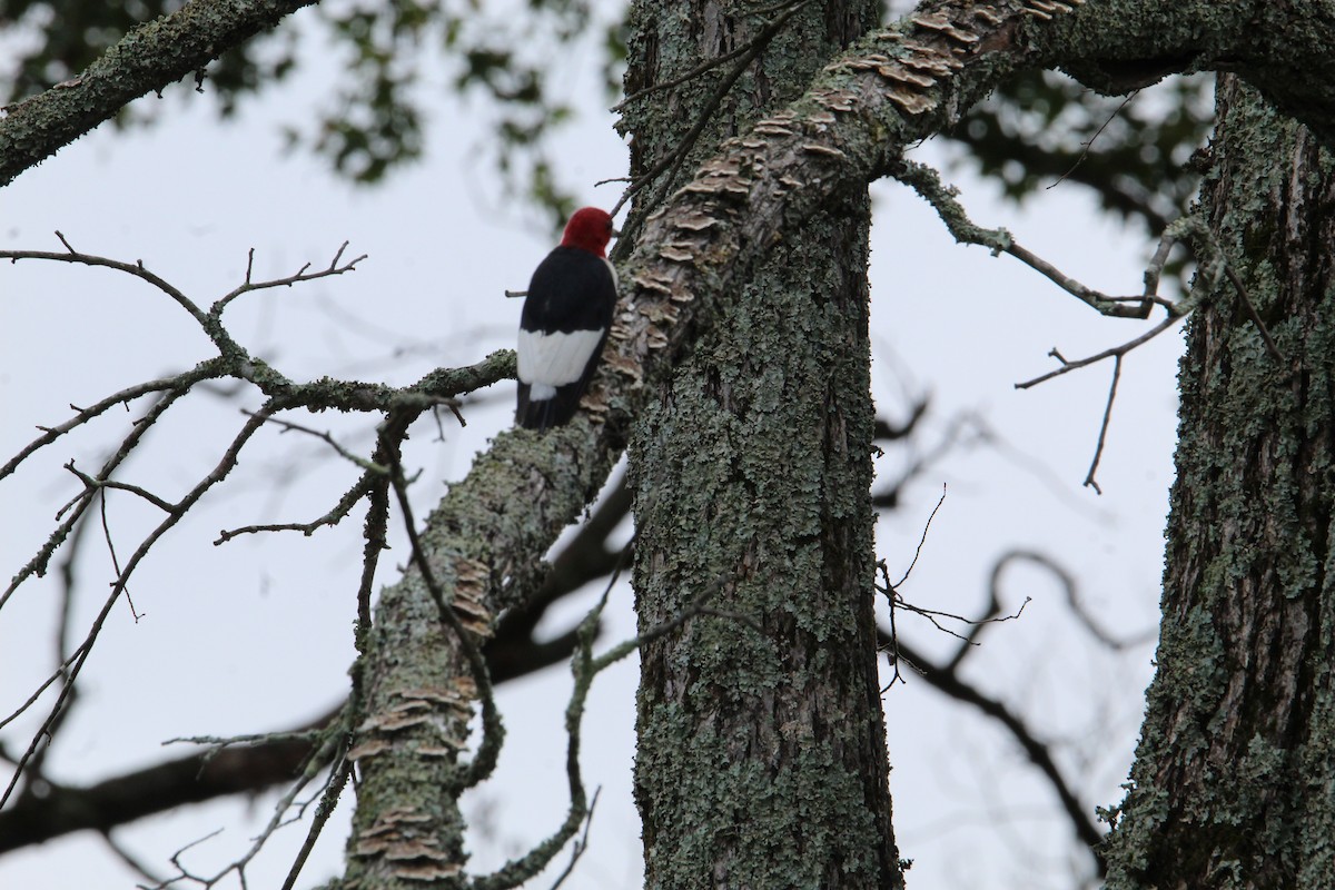 Pic à tête rouge - ML623814397