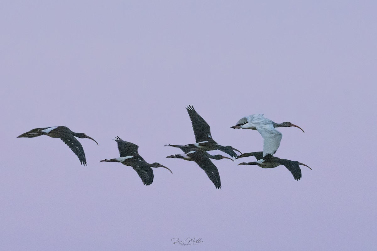 Ak Aynak - ML623814413