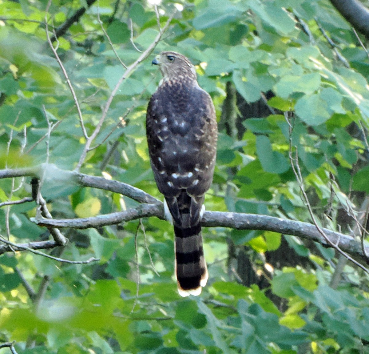 Cooper's Hawk - ML623814414