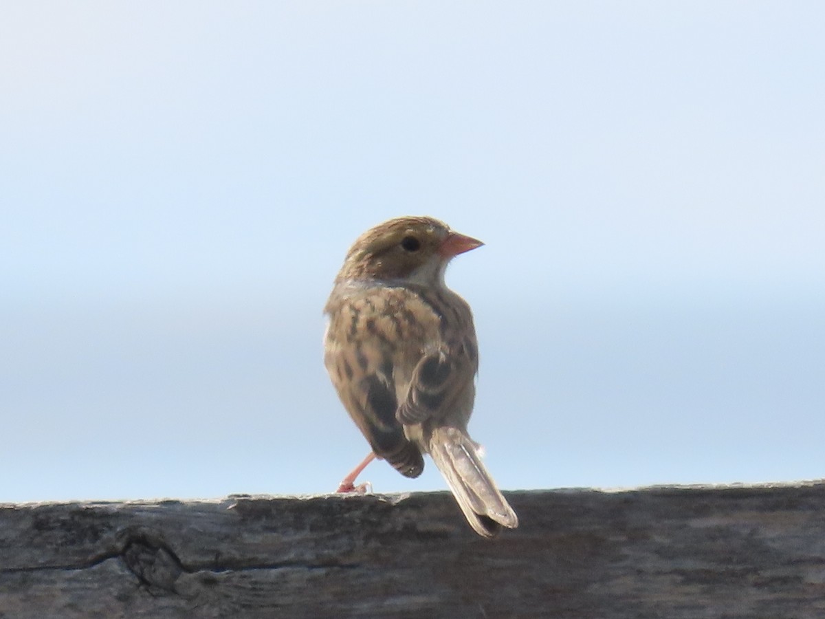 Clay-colored Sparrow - ML623814438