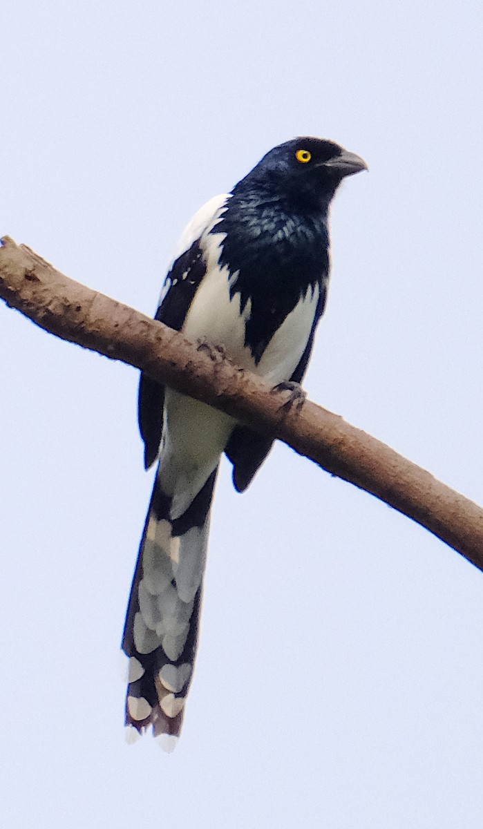 Magpie Tanager - ML623814440