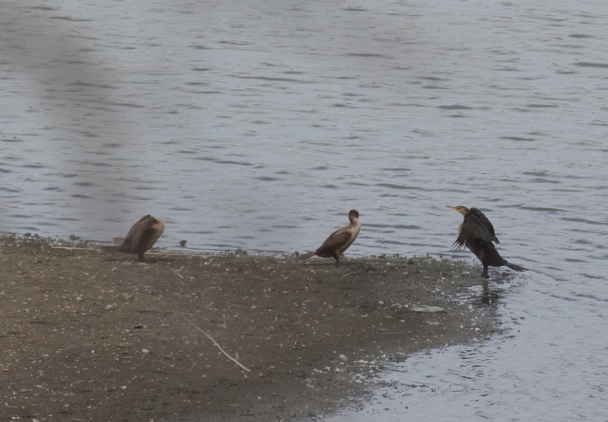 Double-crested Cormorant - ML623814471