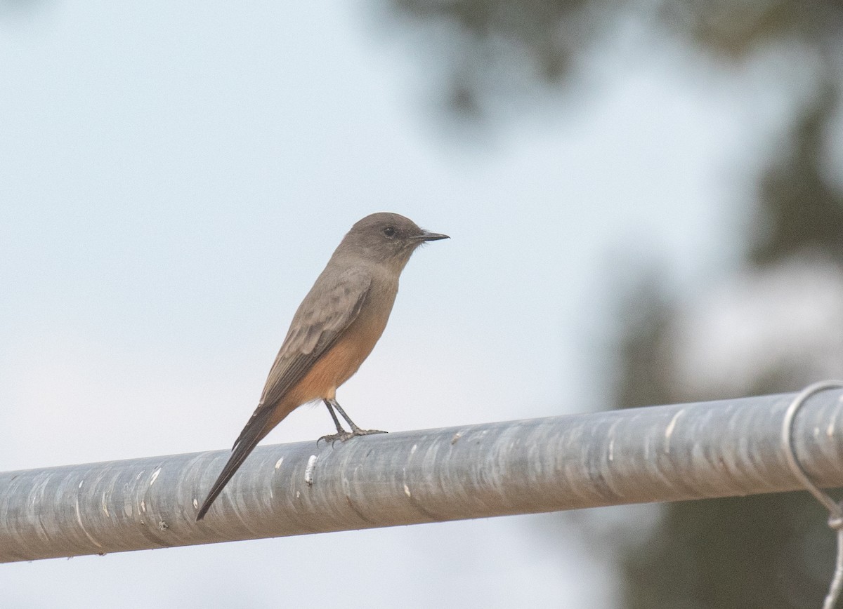 Say's Phoebe - ML623814490