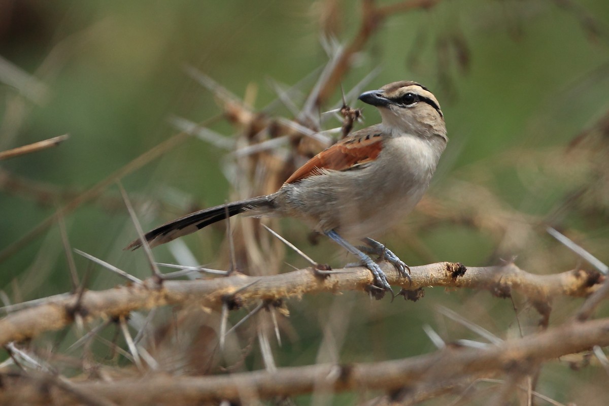 Brown-crowned Tchagra - ML623814513