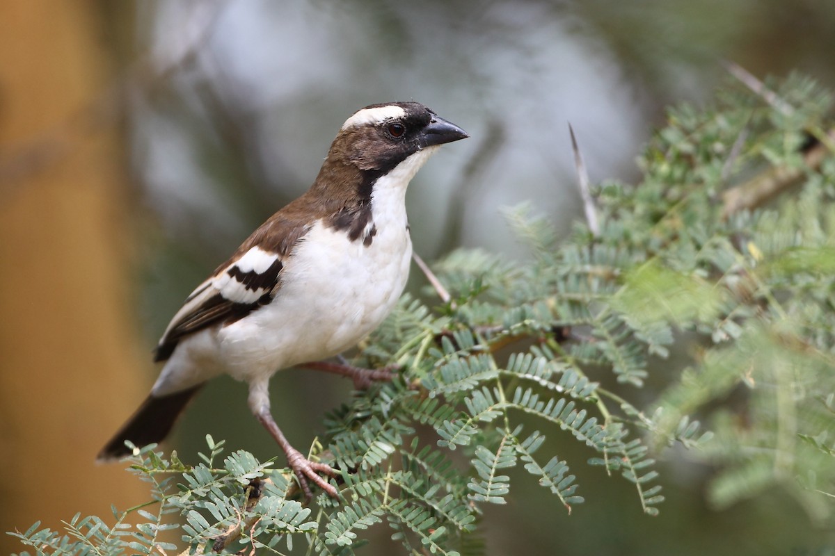 White-browed Sparrow-Weaver - ML623814524