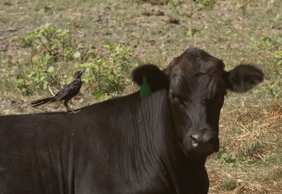 Great-tailed Grackle - ML623814530