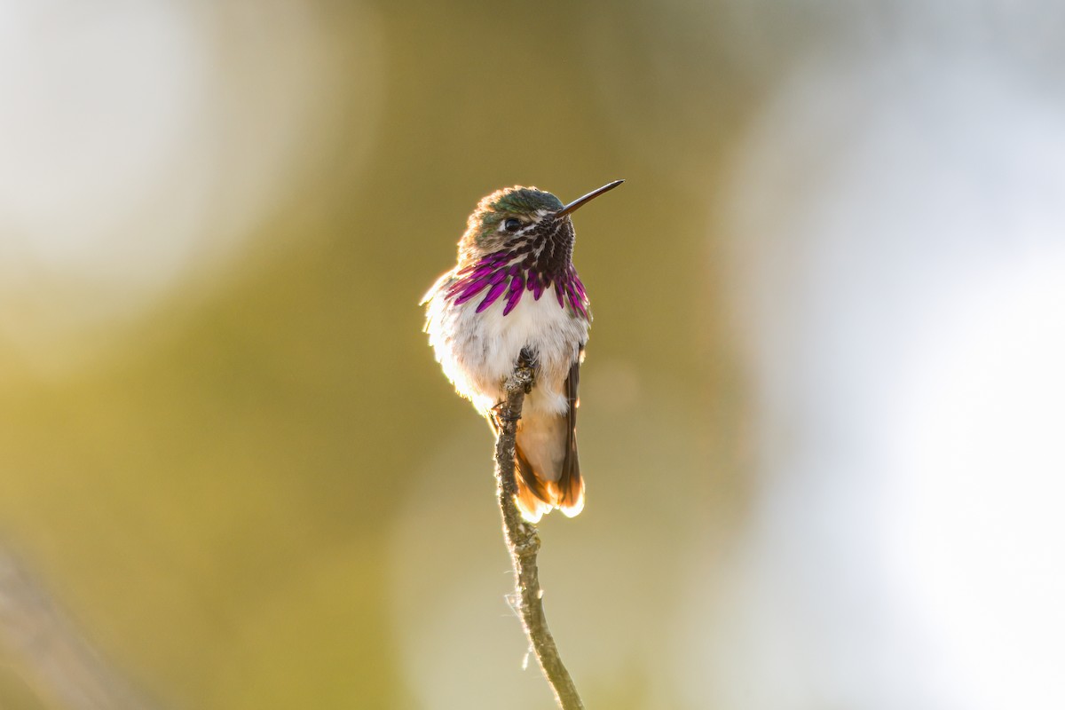 Calliope Hummingbird - ML623814534