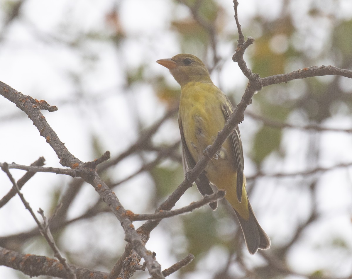 Western Tanager - ML623814559