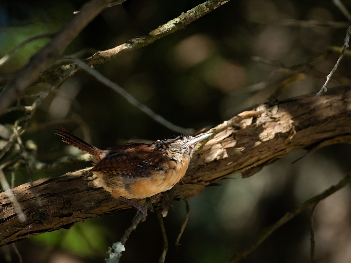 Karolina Çıtkuşu - ML623814583