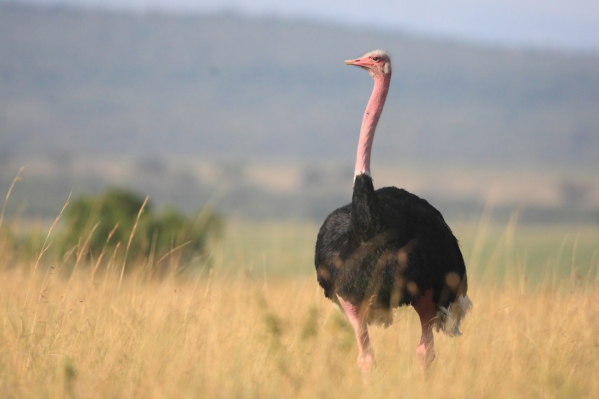 Common Ostrich - ML623814589