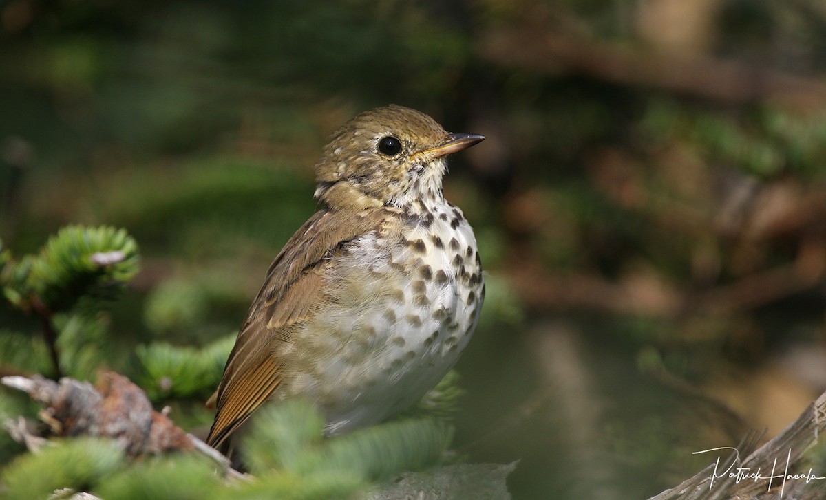 Hermit Thrush - ML623814592
