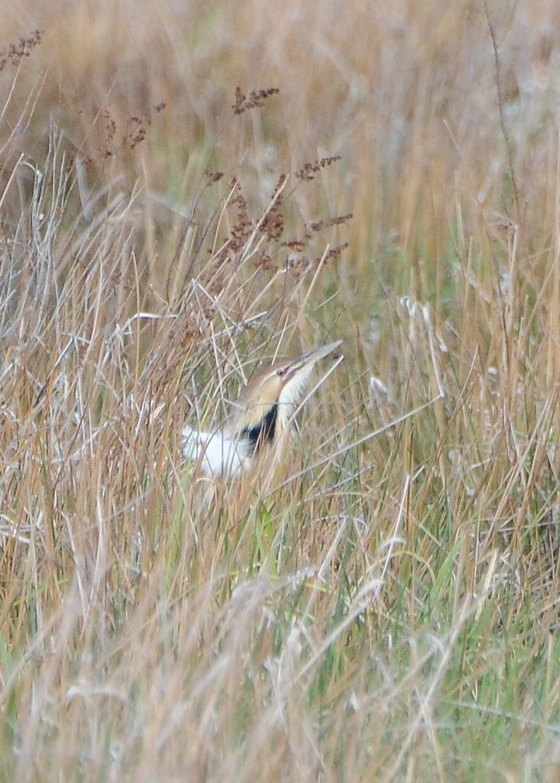 American Bittern - ML623814596