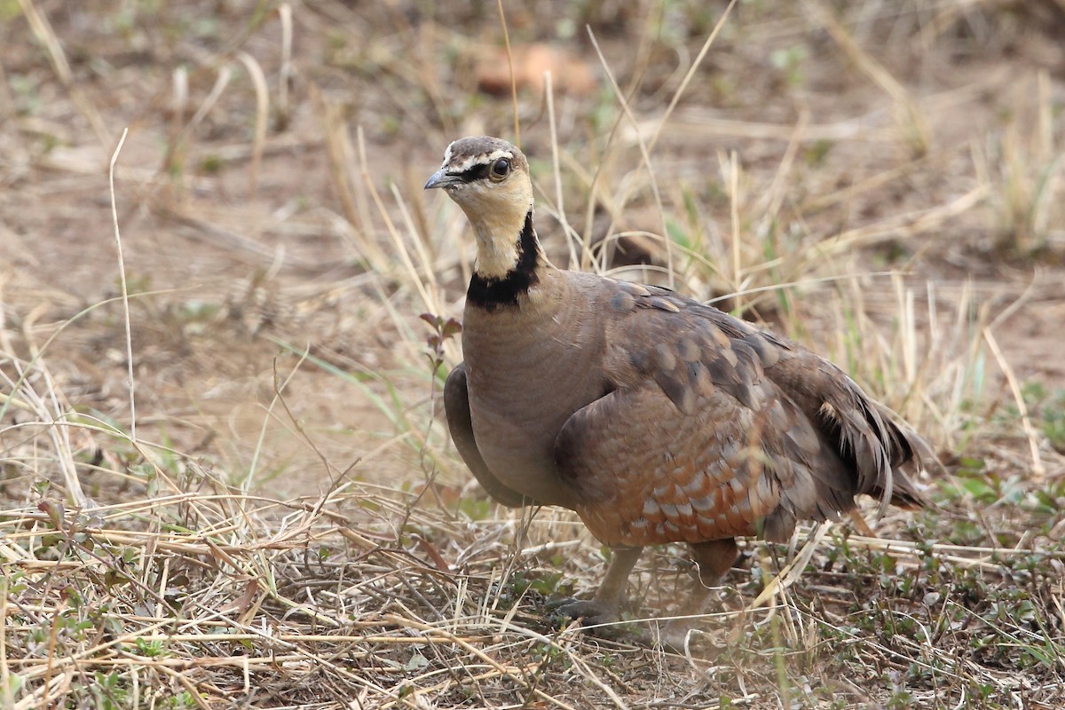 Yellow-throated Sandgrouse - ML623814614