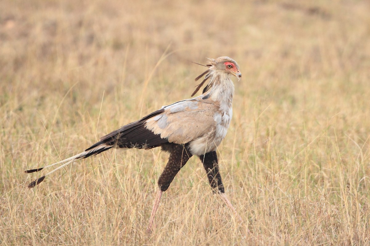 Secretarybird - ML623814625