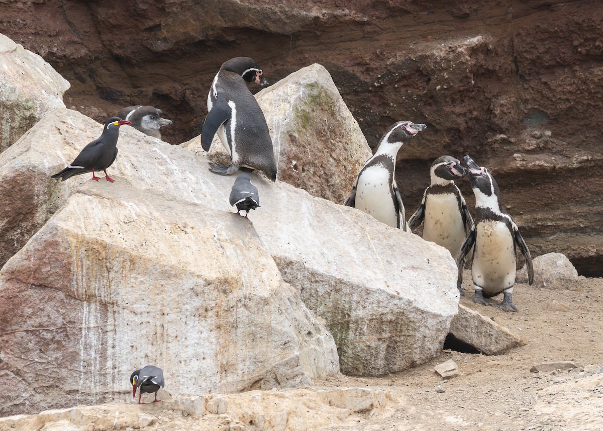 Humboldt Penguin - ML623814626