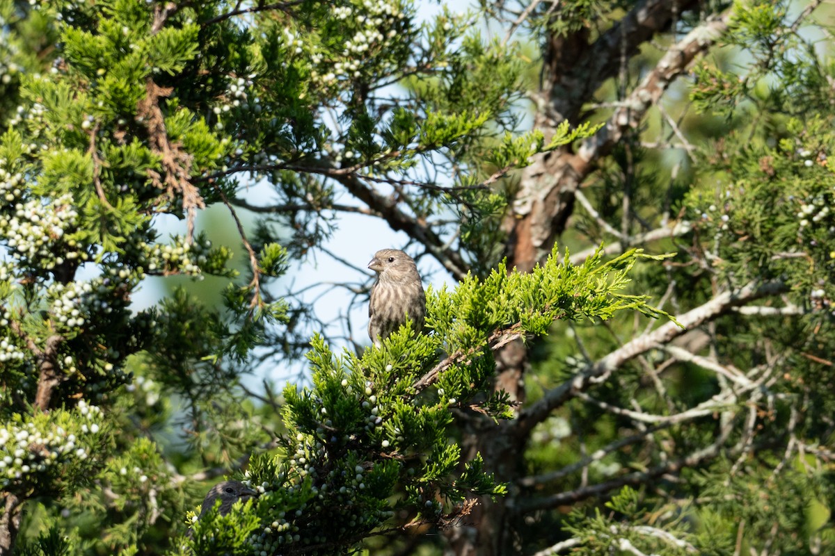 Ev Çütresi - ML623814628