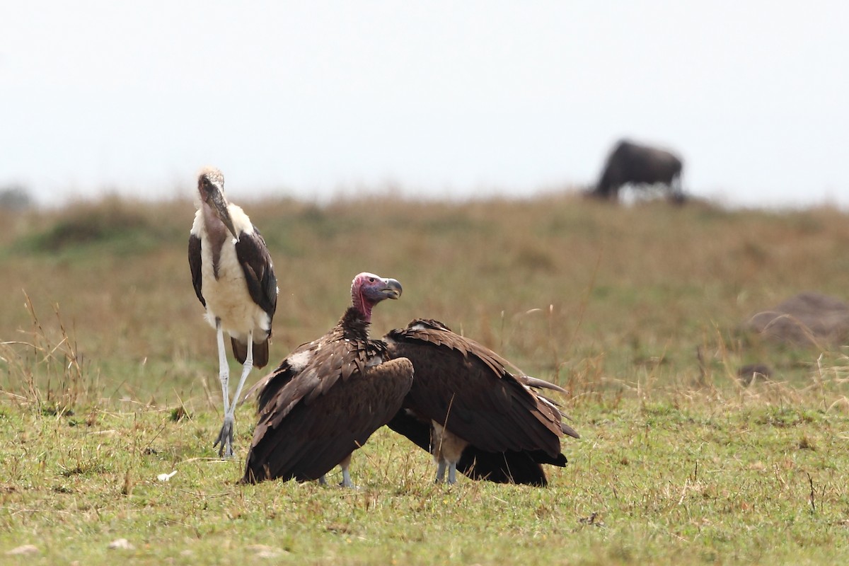 Lappet-faced Vulture - ML623814629