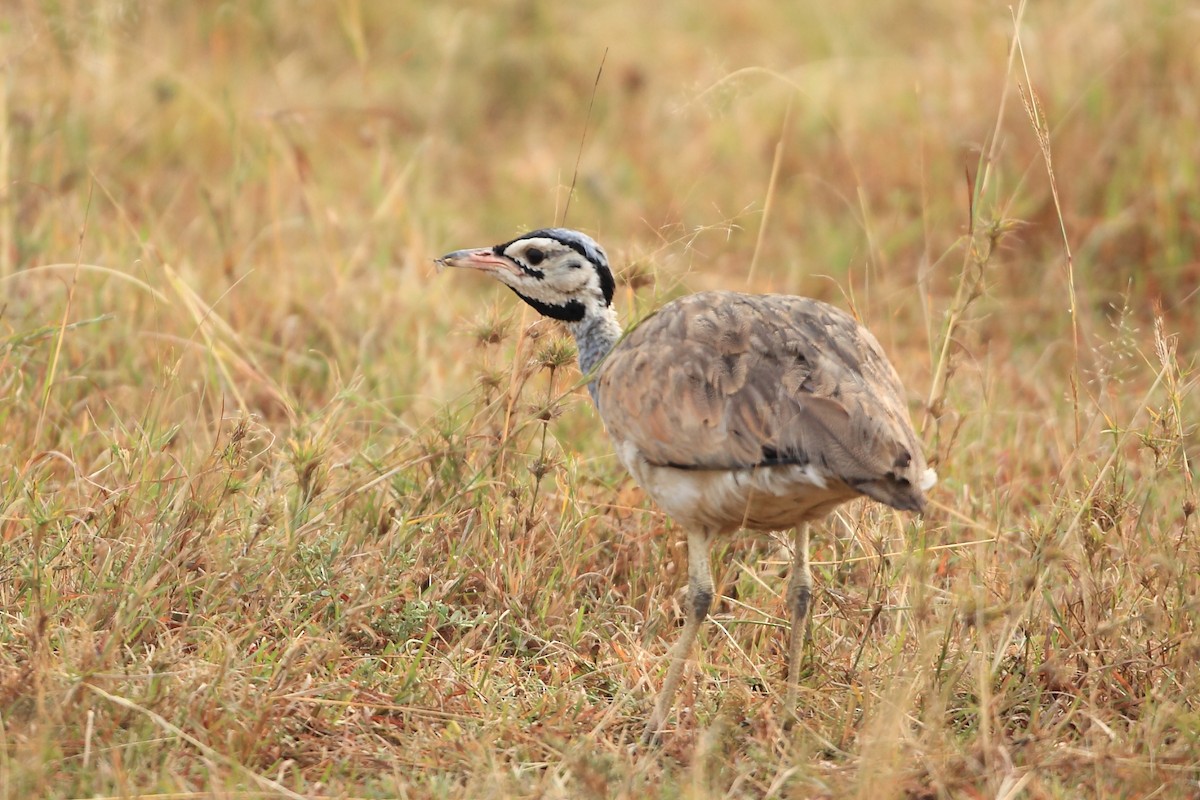 White-bellied Bustard - ML623814634