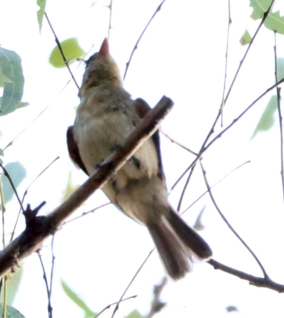 Western Flycatcher - ML623814638