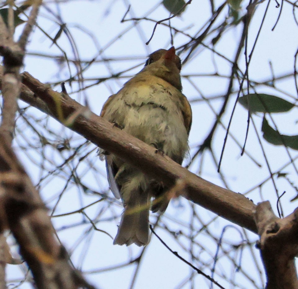 Western Flycatcher - ML623814639