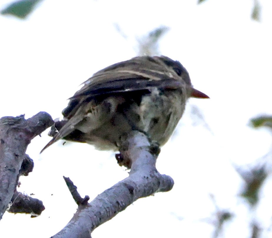 Western Flycatcher - ML623814640