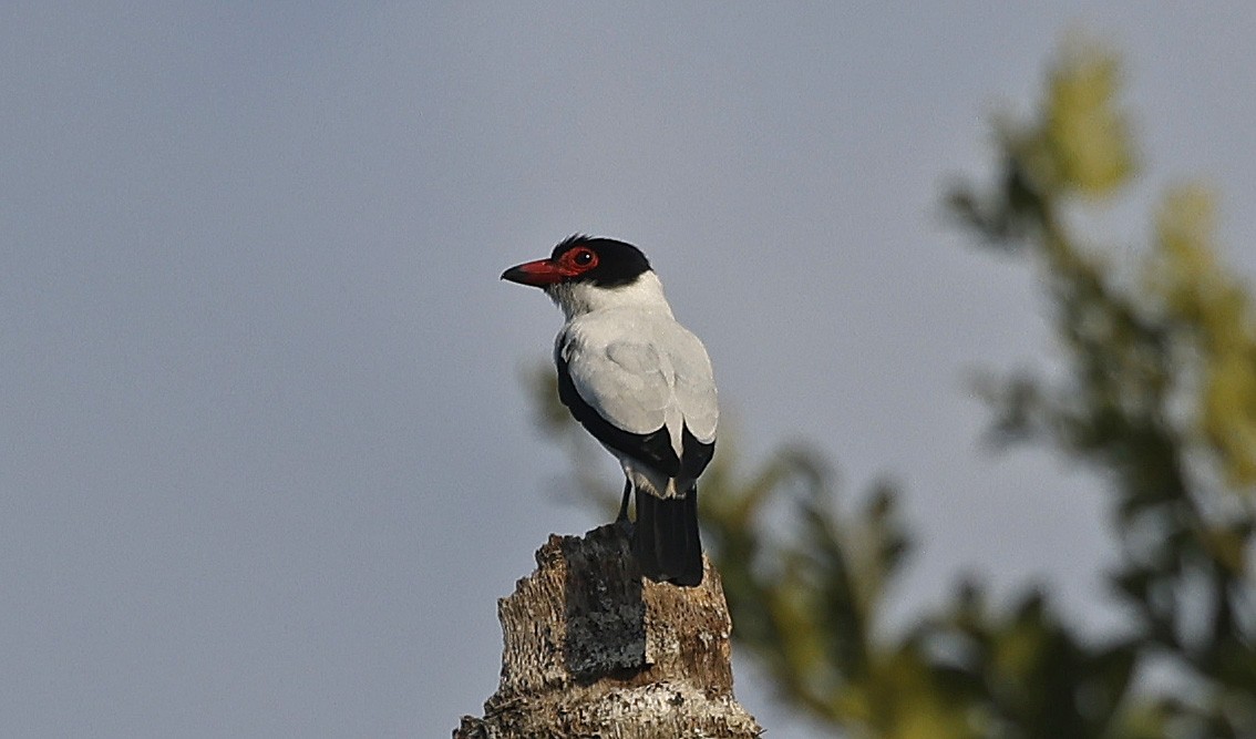 Black-tailed Tityra - ML623814660