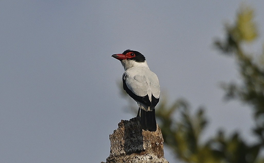 Black-tailed Tityra - ML623814670