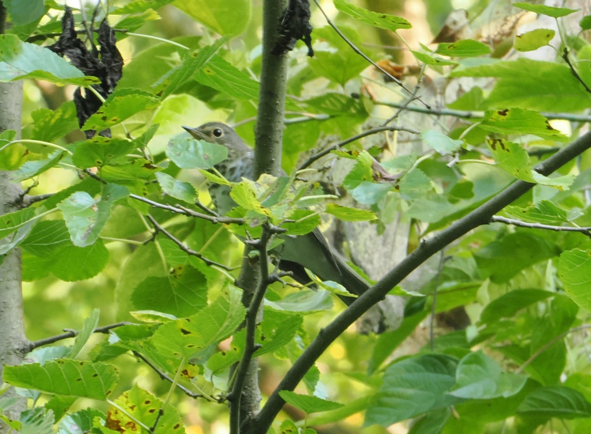 Swainson's Thrush - ML623814673