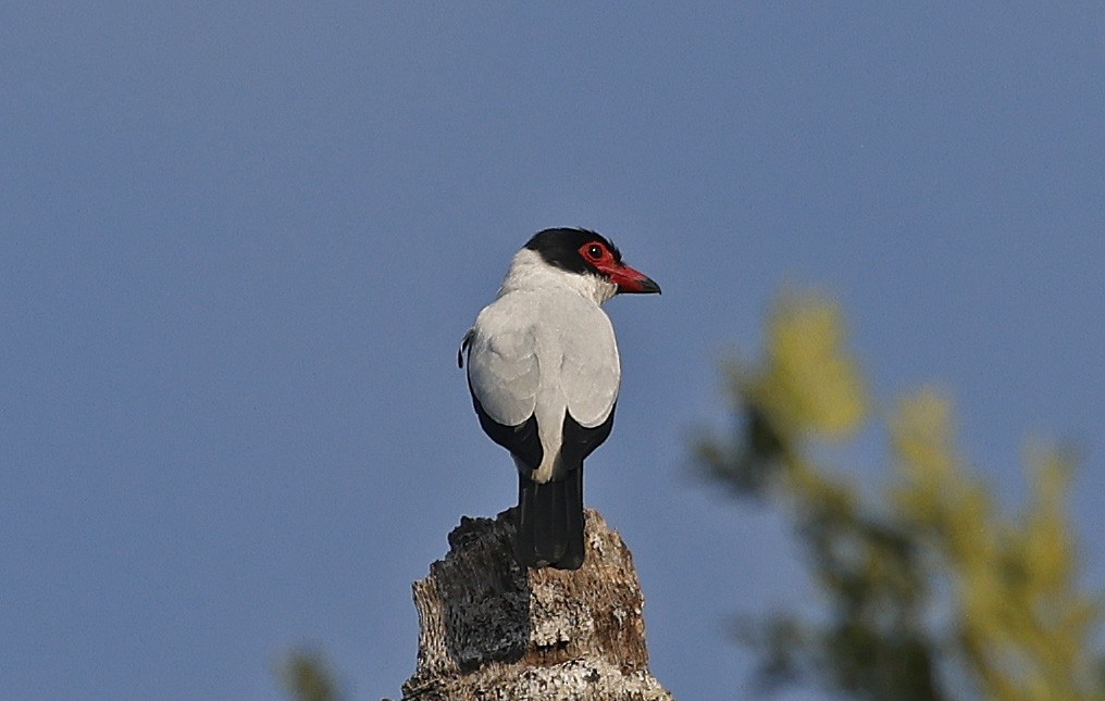 Black-tailed Tityra - ML623814681