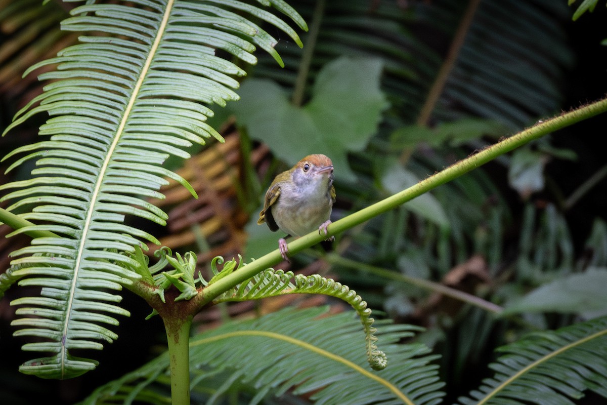 Dark-necked Tailorbird - ML623814731