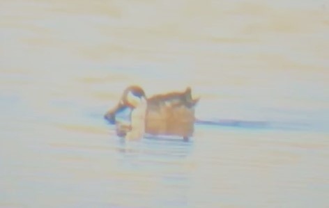 Hybride Canard souchet x C. d'Amérique - ML623814769