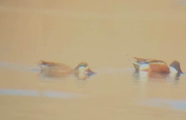 Hybride Canard souchet x C. d'Amérique - ML623814770