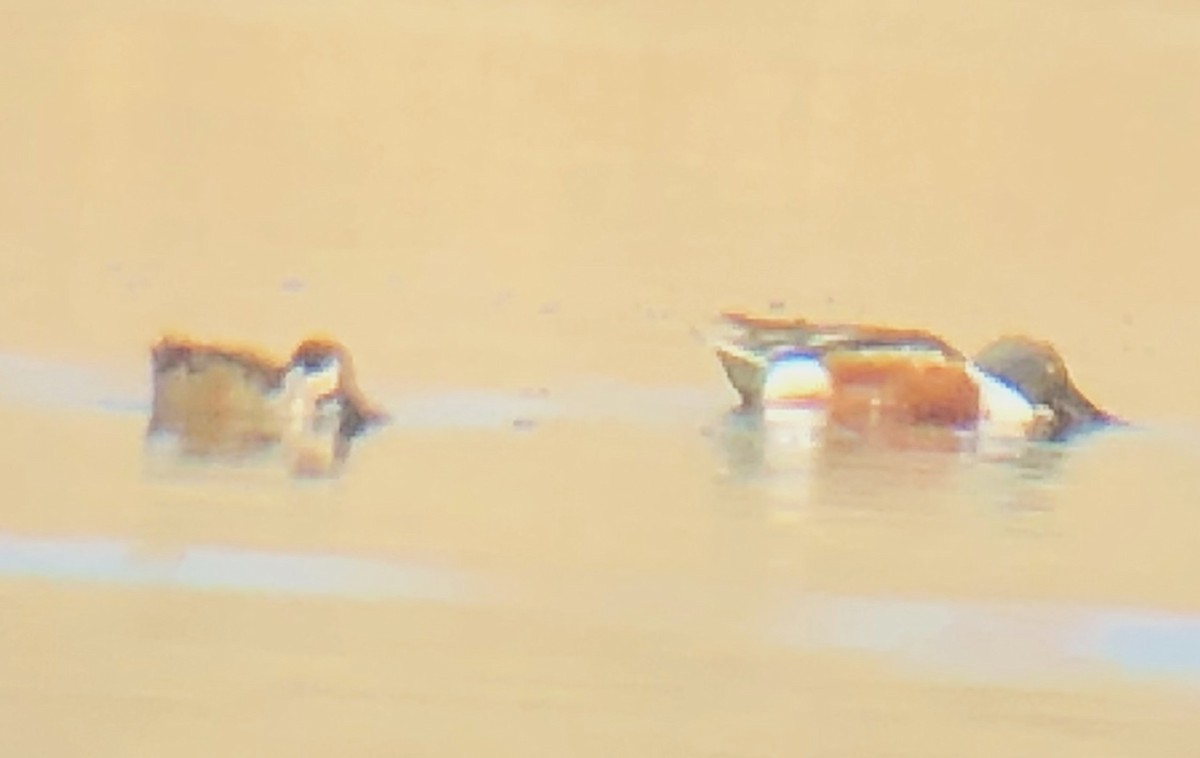 Hybride Canard souchet x C. d'Amérique - ML623814771