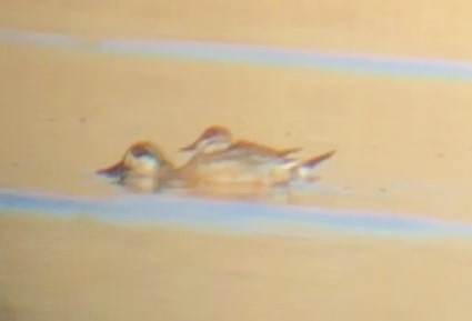 Hybride Canard souchet x C. d'Amérique - ML623814772