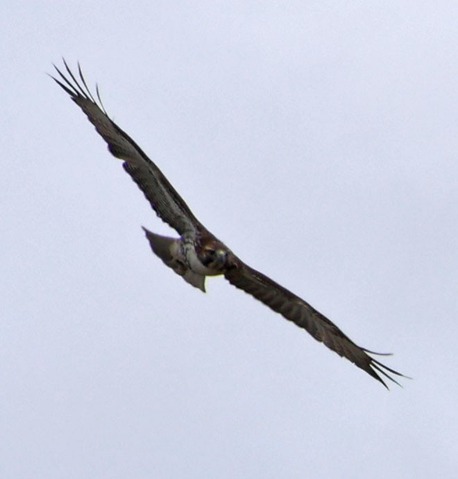 Red-tailed Hawk - ML623814790