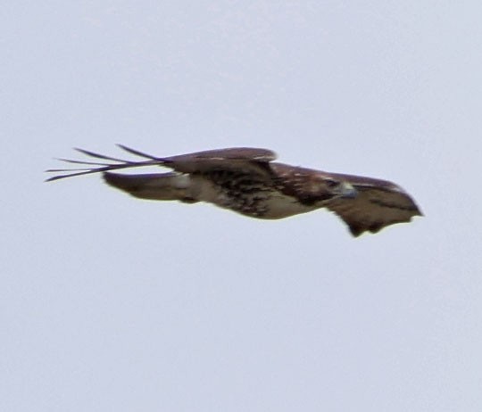 Red-tailed Hawk - ML623814791