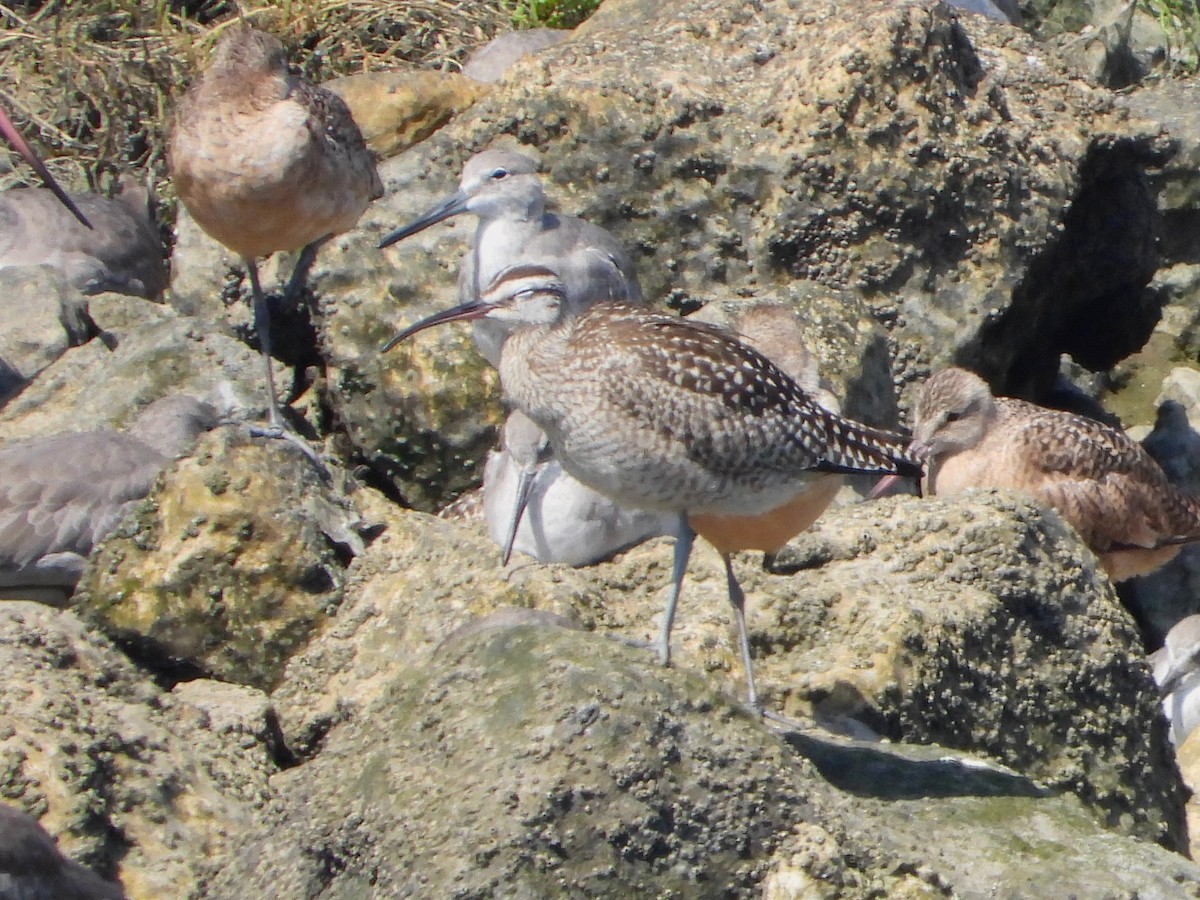 Whimbrel (Hudsonian) - ML623814799