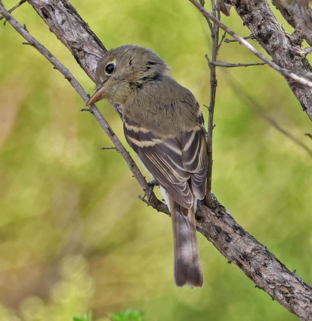 Western Flycatcher - ML623814800