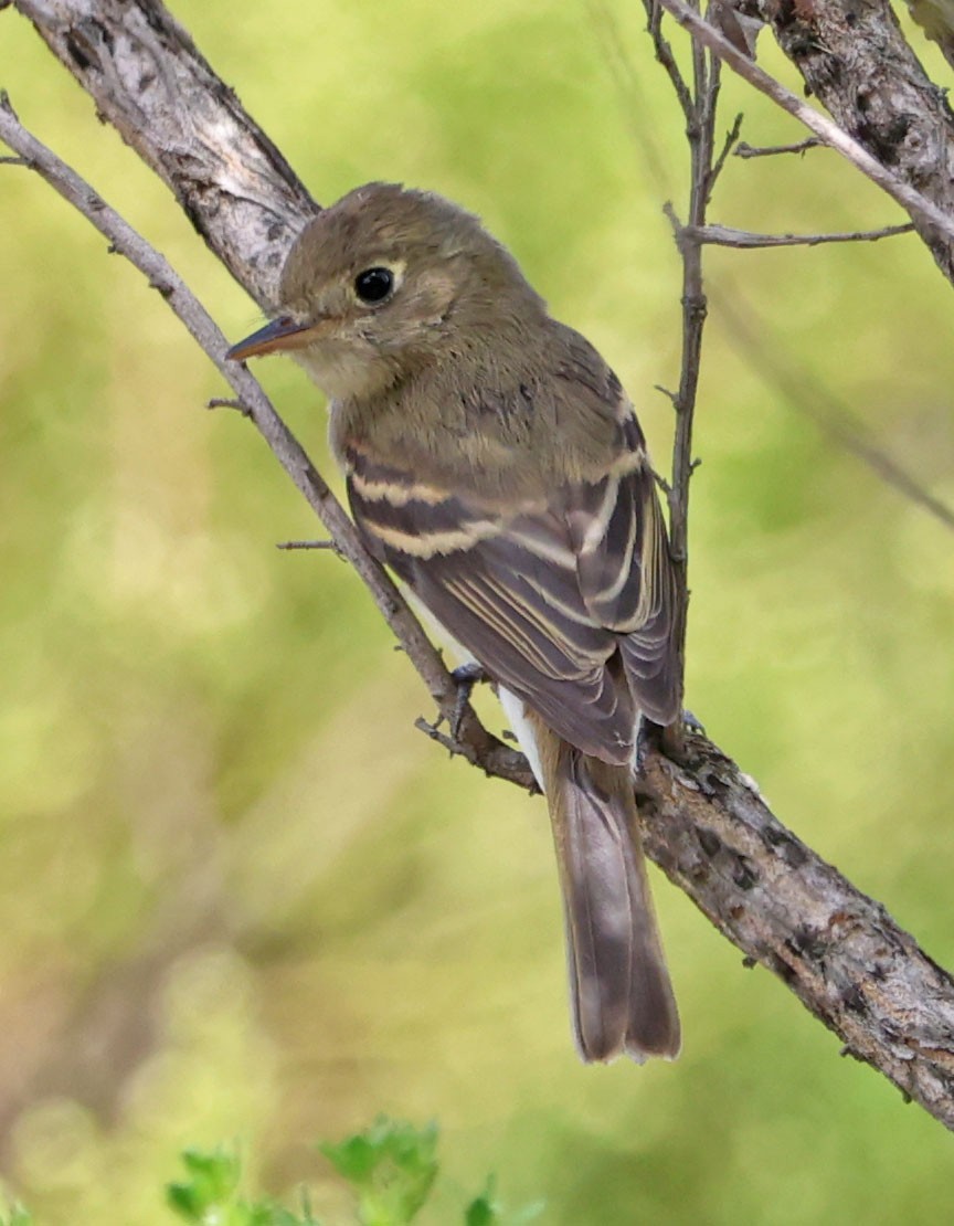 Western Flycatcher - ML623814801