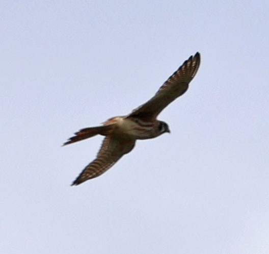 American Kestrel - ML623814814