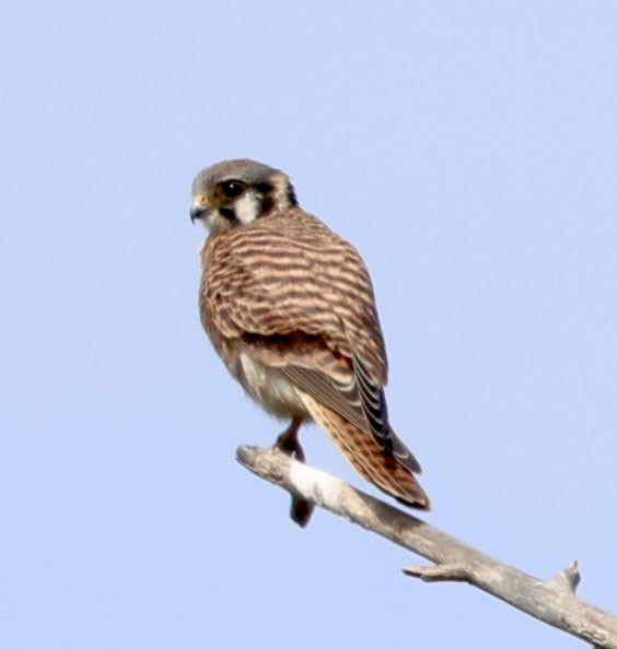 American Kestrel - ML623814815