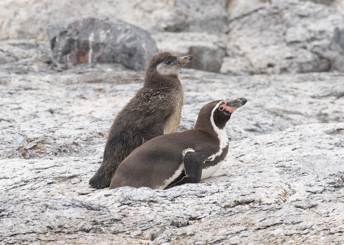 Humboldt Penguin - ML623814824