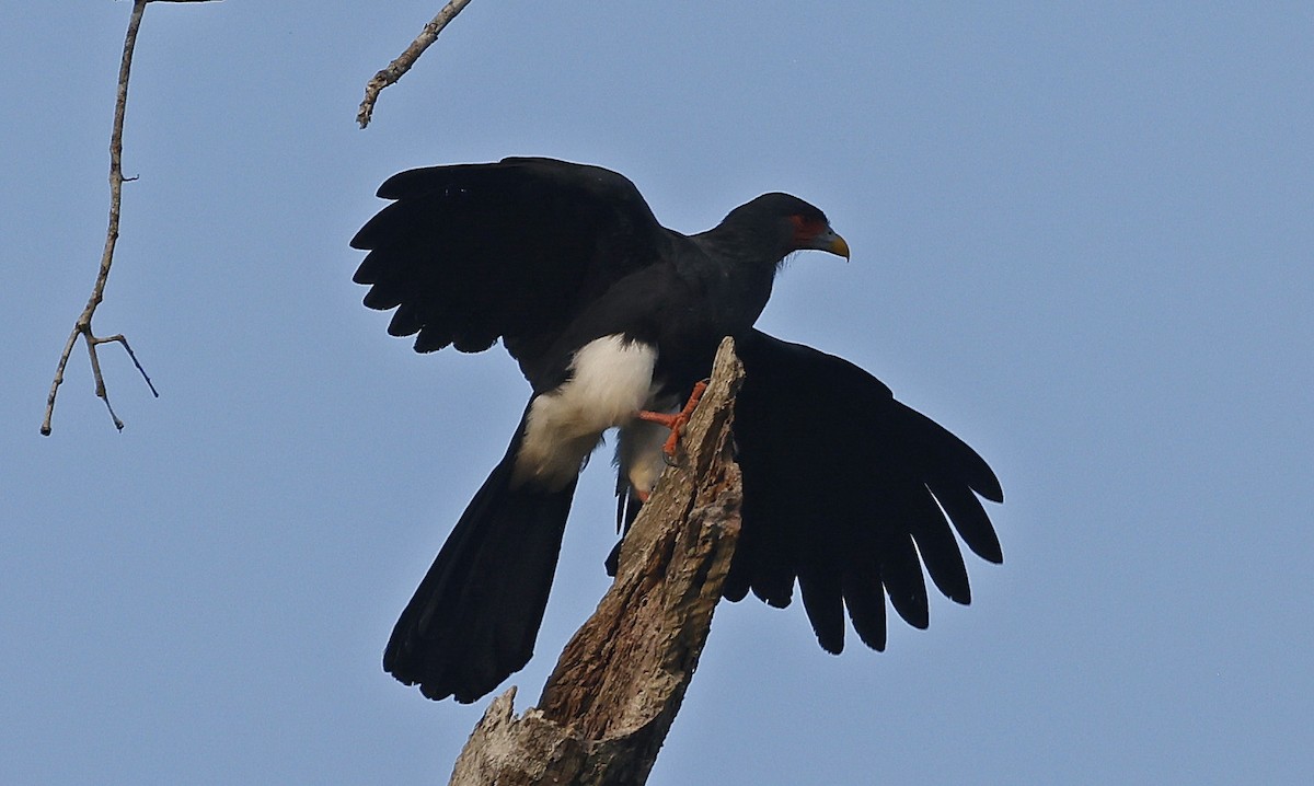 Red-throated Caracara - ML623814827