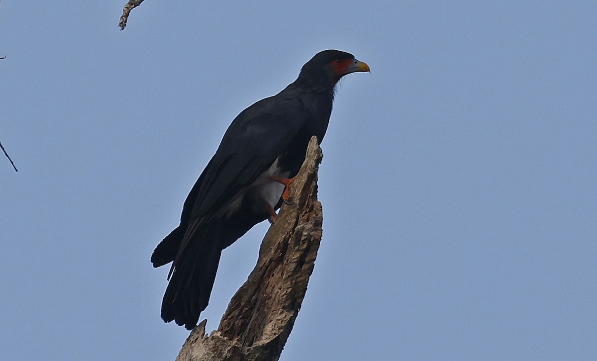 Red-throated Caracara - ML623814833